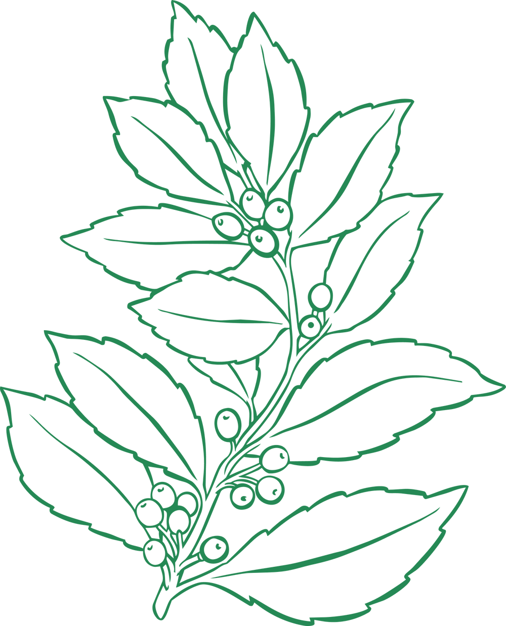 Yerba mate plant illustration
