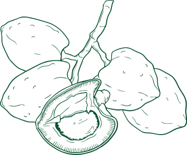 Katemfe fruit illustration